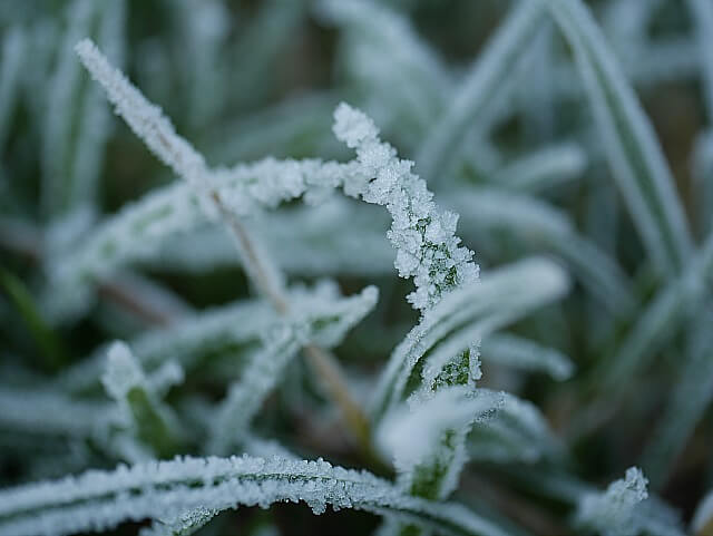 frosty grass fronds