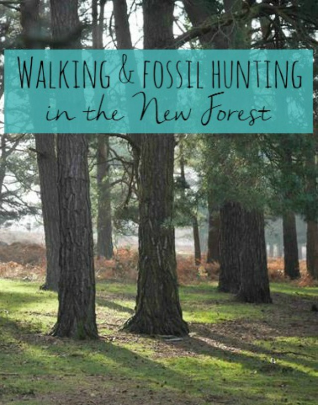Walk and fossil hunting in the New Forest - Bubbablueandme.