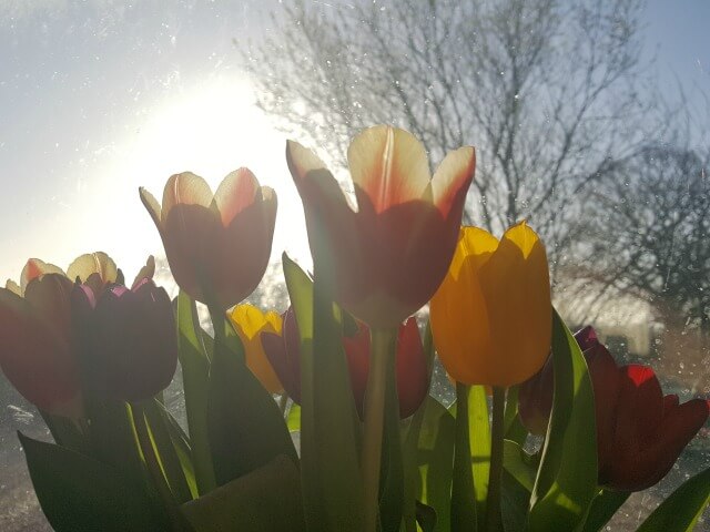 tulips bouquet