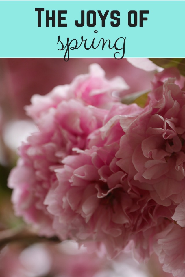 Joys of spring - Bubbablue and me