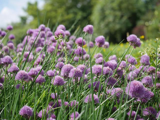 wild chives taking over the garden