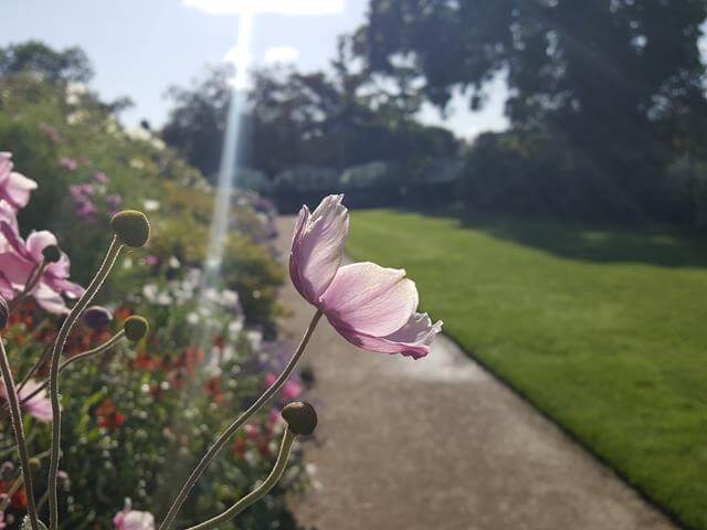 pretty pink flowers in the sun