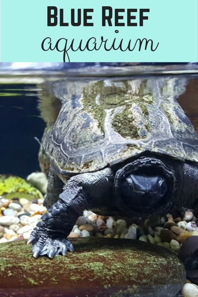 blue reef aquarium Portsmouth - Bubbablue and me