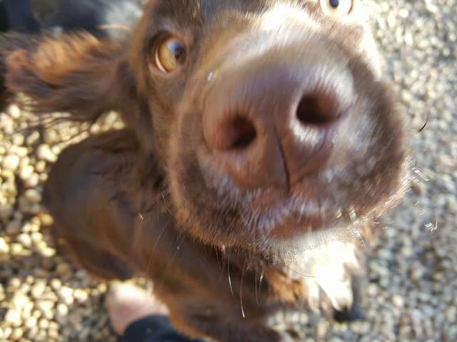 sprocker nose