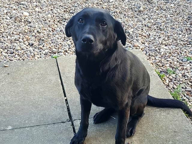 black labrador on the door step