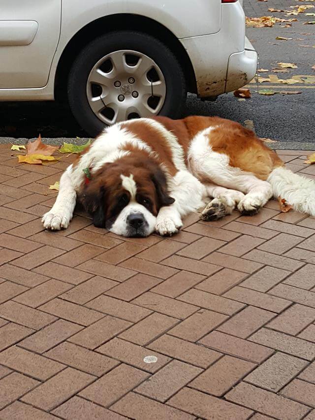 snoozing st bernard dog