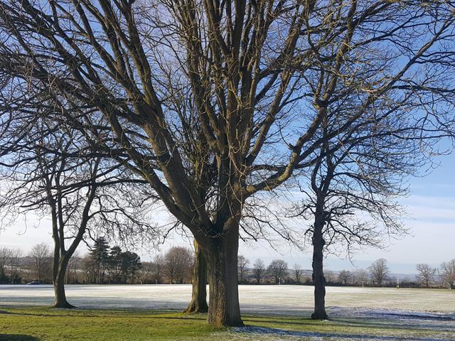 trees against blue sky