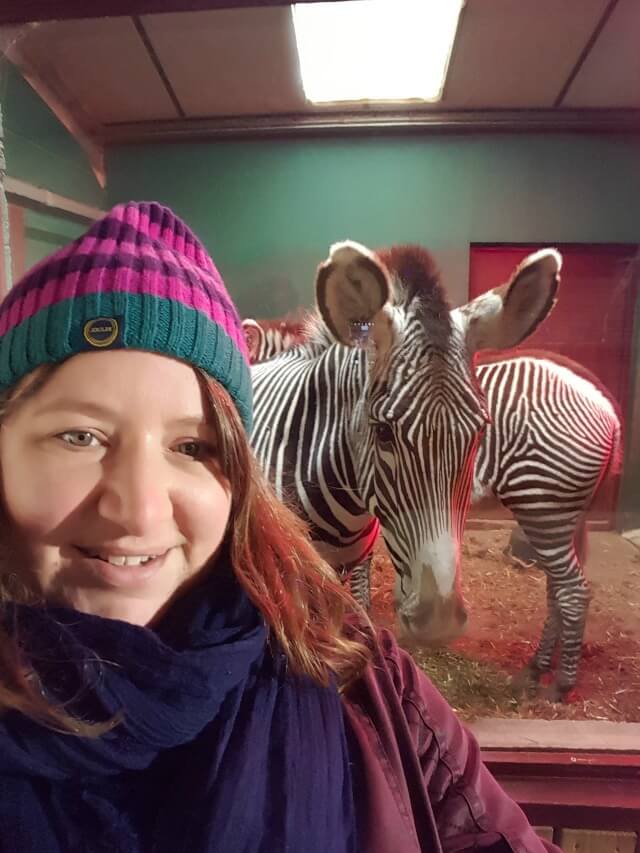 zebra selfie at Whipsnade zoo