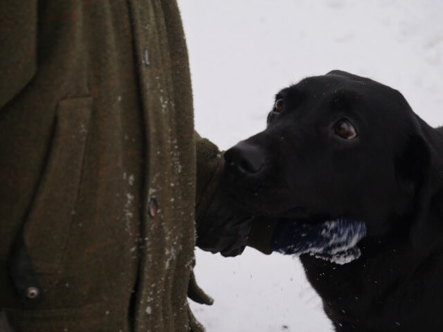 Animal bond -black labrador with chin being rubbed by boy