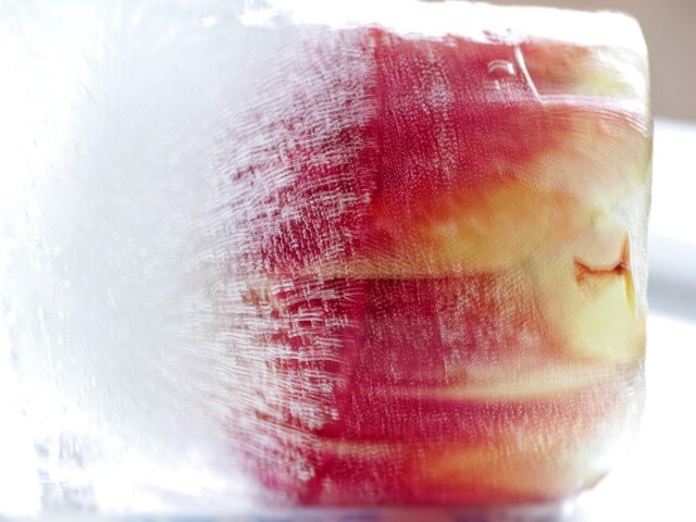 frozen tulip in ice