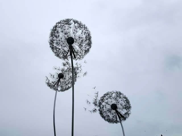 dandelion sculptures