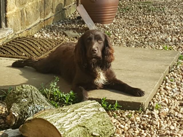 spaniel chilling in the sun