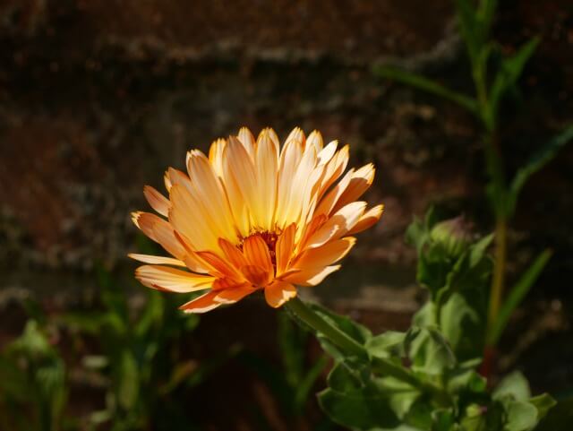 calendula in the garden