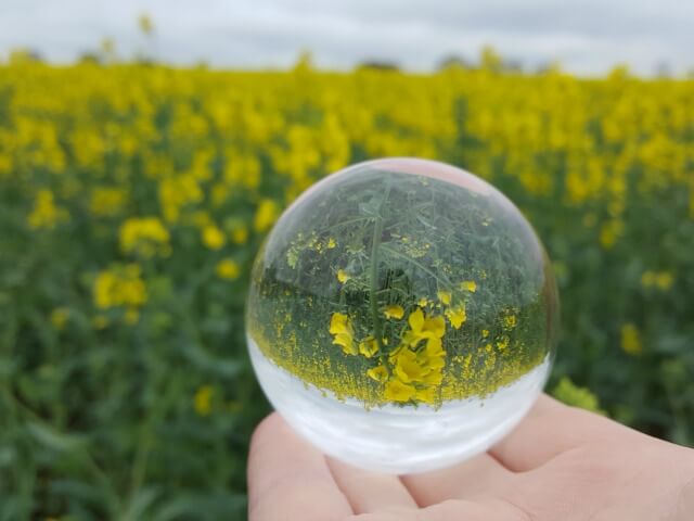 rapeseed field in lensball