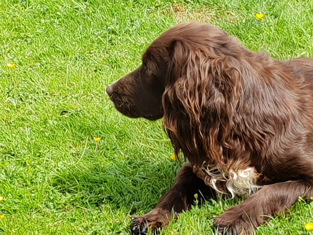 Brown sprocker spaniel on watch