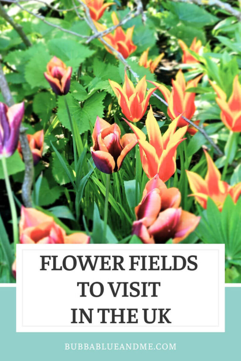 flower fields to visit in the UK
