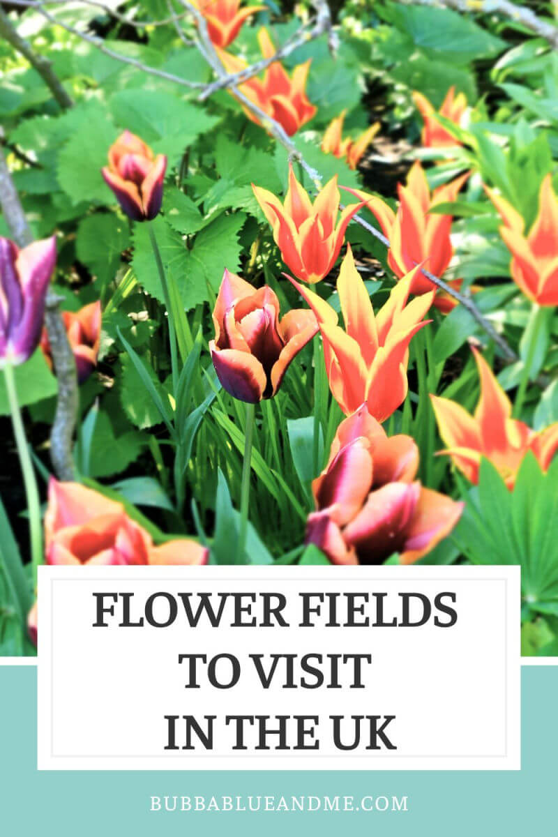 flower fields to visit in the UK