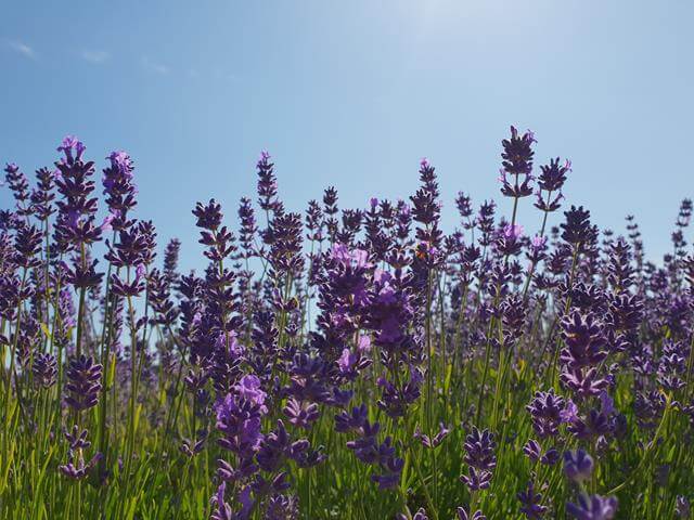 close ups of lavender