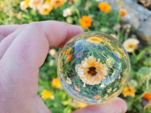 marigold lensball flower photo