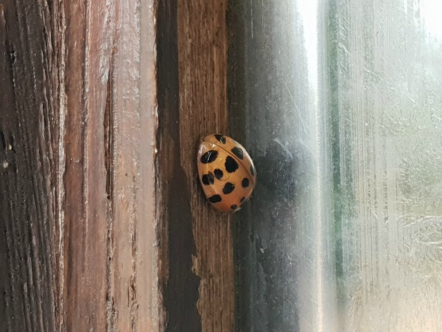 ladybird macro