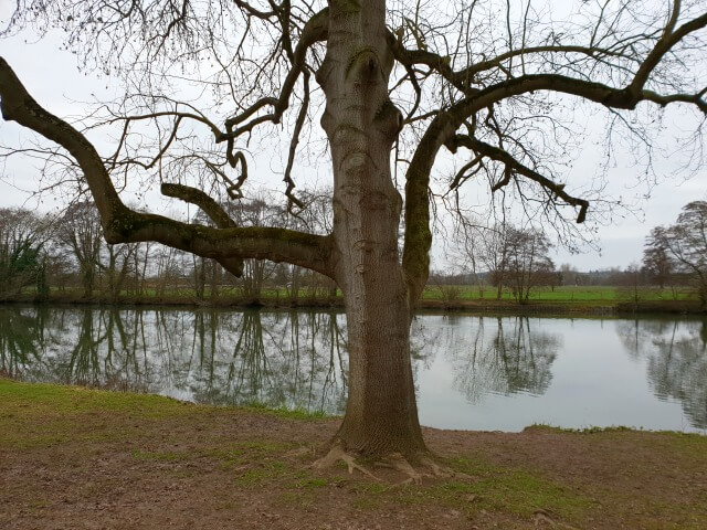 faces in tree trunk by the river