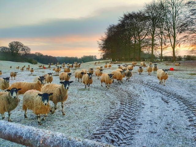 sheep in field at sunrise