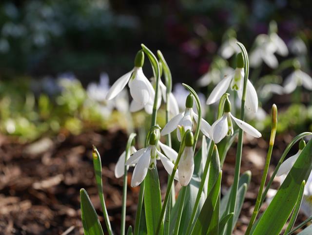 snowdrops in sunlight