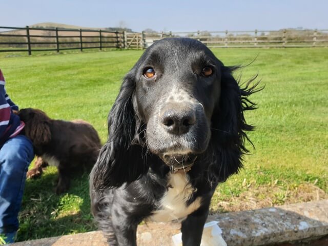 black sprocker