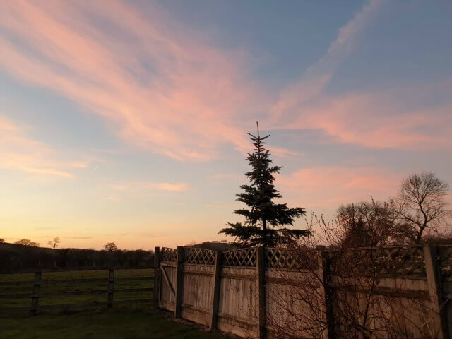 christmas tree against sunset