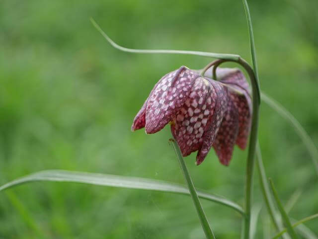 fritillary flower