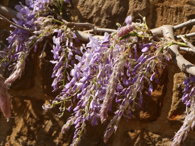wisteria against hornton stone