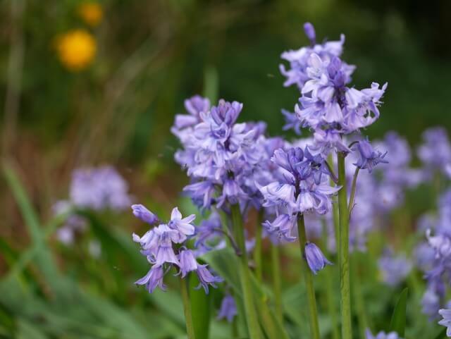 bluebells in the garden