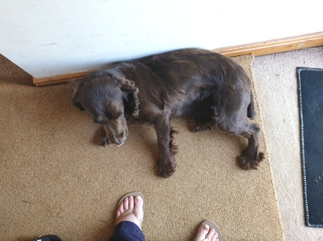 sprocker gun dog in the house
