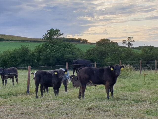 calves in fields at sunset