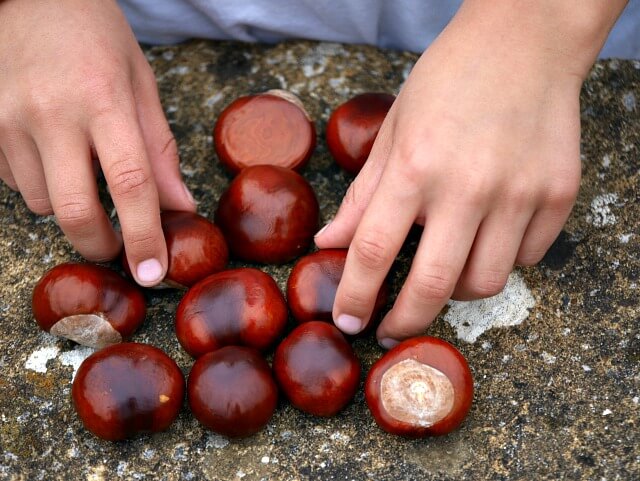 getting ready for smashing conkers