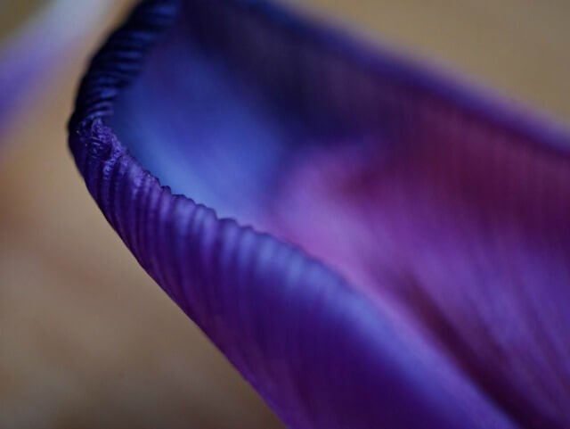 purple tulip petal