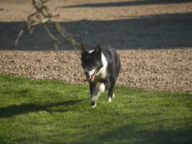 running sheepdog with tongue out