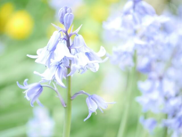 bluebells watercolour style washed out
