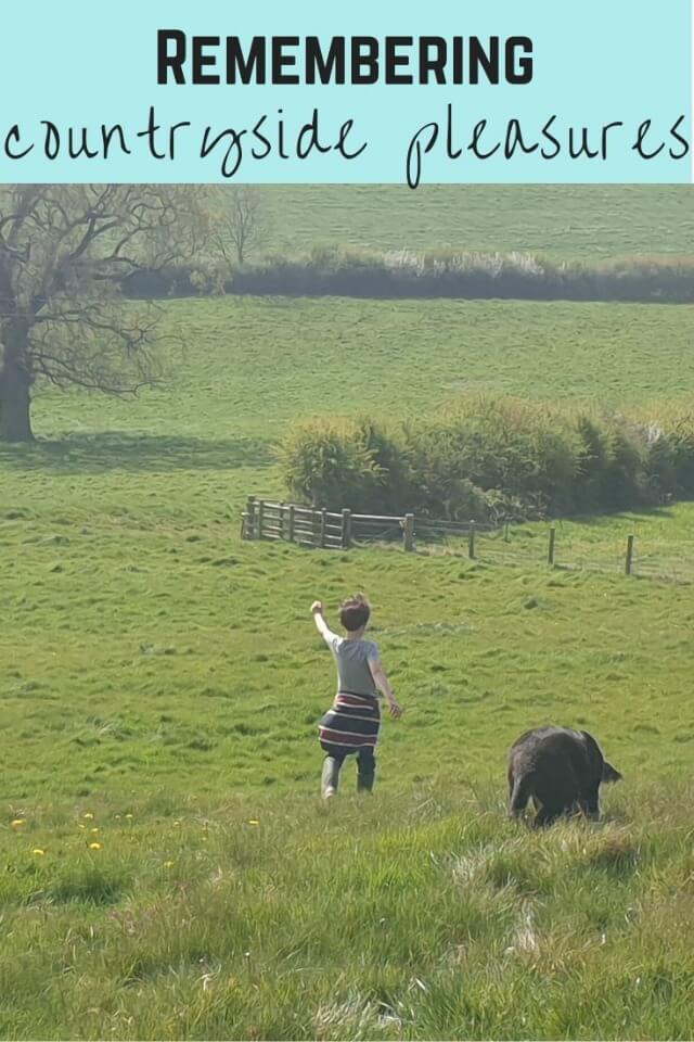 Puppy walking in the countryside