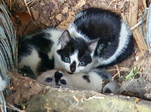 black and white farm kittens