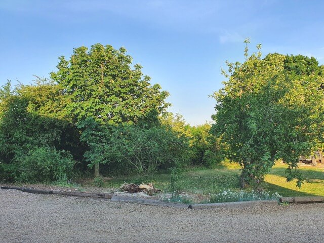chopped down tree space in garden between apple trees .