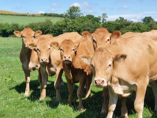 red limousin calves out in the field