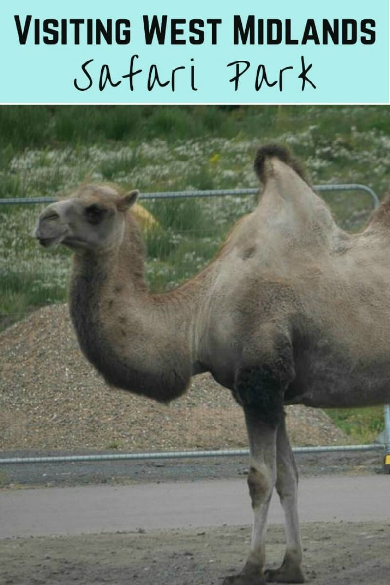 West Miclands Safari Park visit