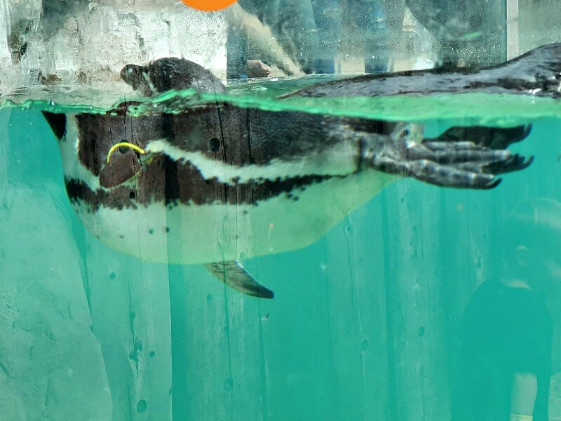 penguin swimming image showing above and below water