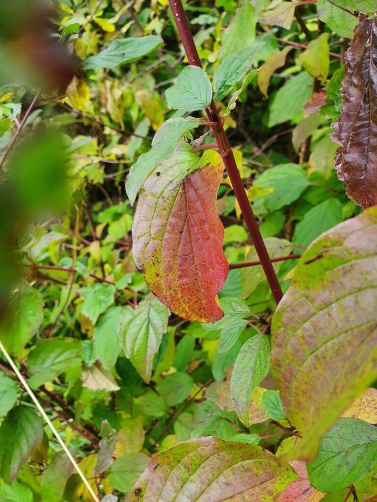 Autumn park visit and DIY refreshments