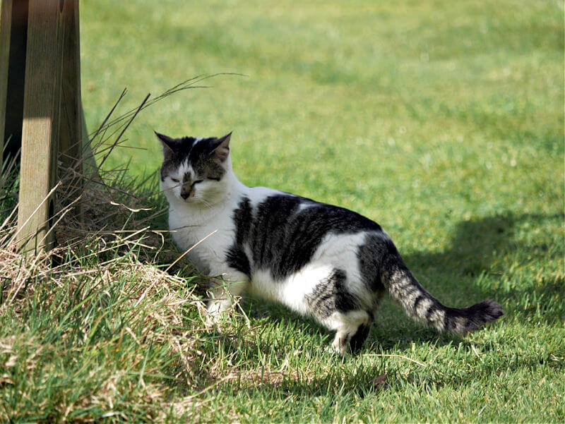 farm cat on the prowl in a garden