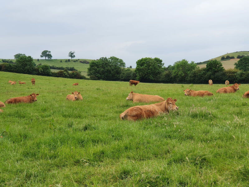 seated limousin cattle