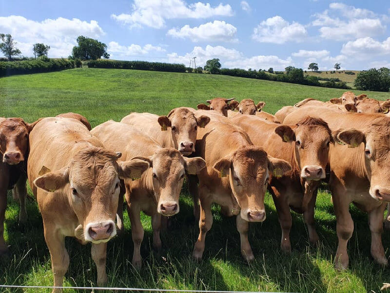 Limousins cattle being friendly