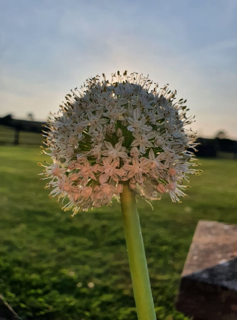 spring onion flower in sunset light