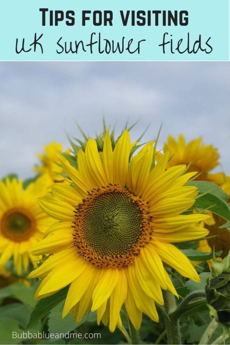 Tips for visiting UK sunflower fields